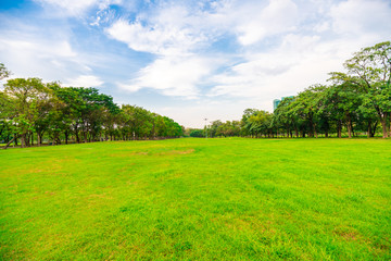 Fototapeta na wymiar Green grass field with tree public park