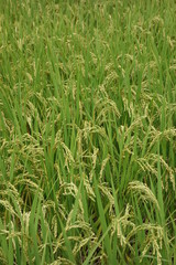 穂が出始めた水田の稲