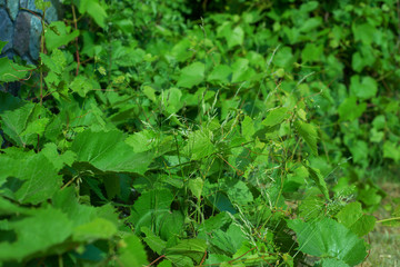 the leaves of the green vineyard mingled with the grass