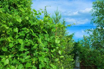 leaves of a green vineyard against a bright blue sky