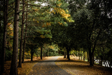 Obraz premium autumn in the park