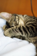 手で顔を隠して寝る仔猫