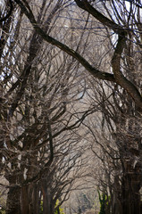 A dark canopy of leafless branches from rows of hibernating trees in winter at a park with buildings beyond it.