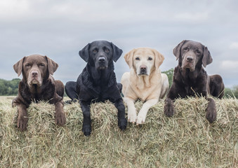 Labradors having fun