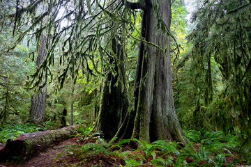 Fototapeta premium Red cedar trees in Pacific Rim National Park near Tofino. Vancouver Island. British Columbia. Canada.