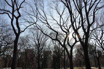 A silhouette of tangled leafless branches of trees in a city park on a wintry day.