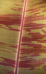 Leaf Curtin Background