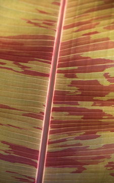 Leaf Curtin Background