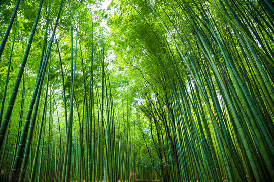 Arashiyama bamboo green forest in morning