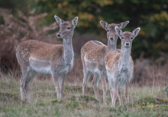 fallow deer does