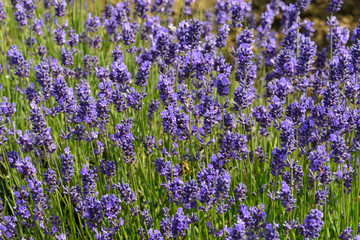 Lavendel (Lavandula sp.), Lavendelfeld, blühend, England, Großbritannien, Europa