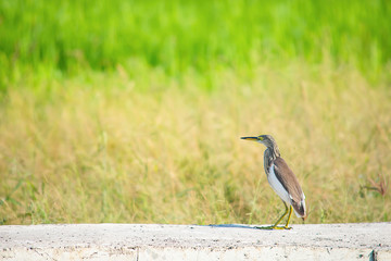 Brown Bird or Ixobrychus sinensis Concrete slab floor behind the meadow.