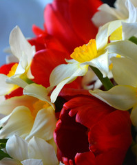Beautiful bright spring bouquet of white with yellow daffodils and red tulips. Flower arrangement, background, 