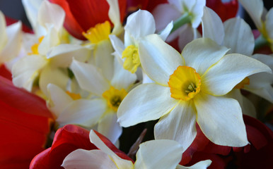 Beautiful bright spring bouquet of white with yellow daffodils and red tulips. Flower arrangement, background, 