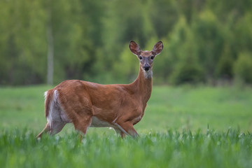 White-tailed deer in the meadow