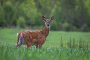 White-tailed deer in the meadow