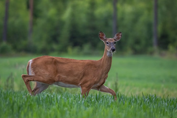 White-tailed deer in the meadow