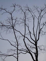 Fototapeta na wymiar 絡め取られた冬の月