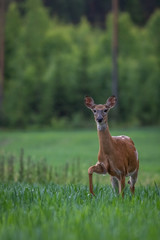 White-tailed deer in the meadow