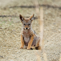 Black-backed Jackal Pup