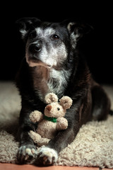 Hunde Portrait mit Kuscheltier