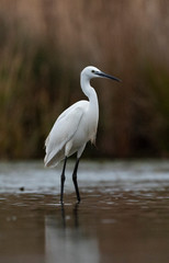 little egret