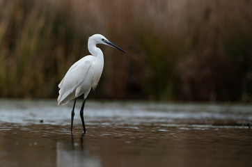 little egret bird