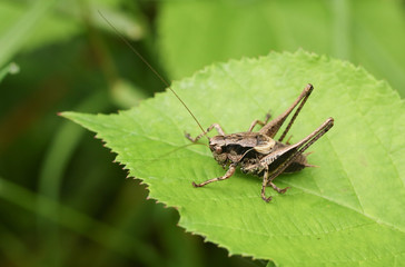A Dark bush-Cricket (Pholidoptera griseoaptera) perched on a leaf.