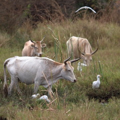 gambia birding
