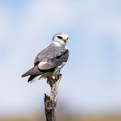 Black-shouldered Kite