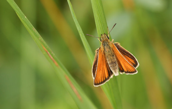 A pretty Small Skipper Butterfly (Thymelicus sylvestris) perched on a blade of grass.