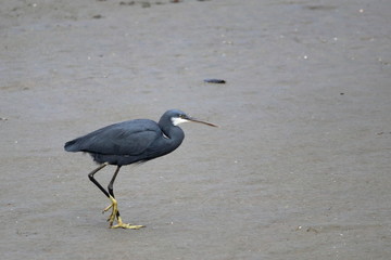 gambia birding