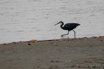 gambia birding
