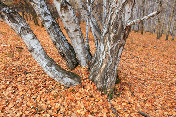 Silver birch in the wild