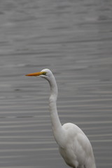 Obraz premium gambia birding