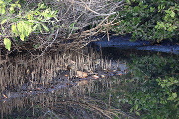 gambia birding
