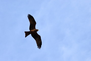 Obraz premium gambia