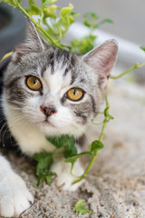 Lovely cute little cat with  beautiful yellow eyes on white sand in garden outdoor