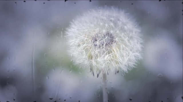 White dandelion reeling from the wind close-up