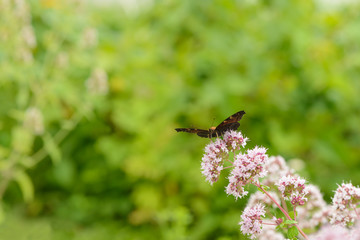 butterfly sits on a flower of oregano on a background of green glade