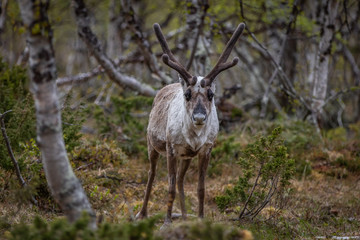 Reindeer in the woods