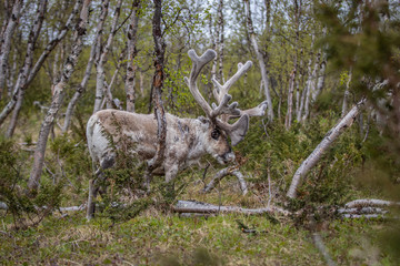 Reindeer in the woods