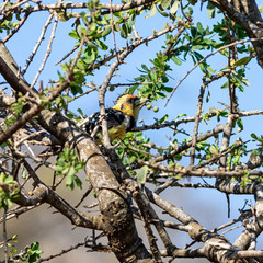 Crested Barbet