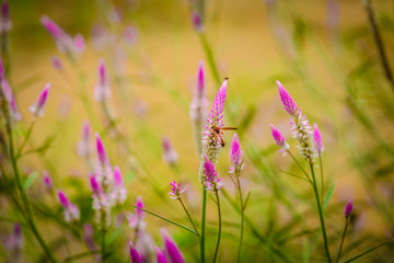 Celosia argentea Purple and white flower, Beautiful pink celosia flowers blooming in the gerden