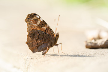 Butterfly peacock eye with folded wings. Macro shot to the underwing of butterfly. Close-up, shallow DOF.