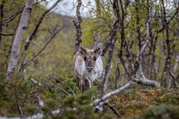Reindeer in the woods