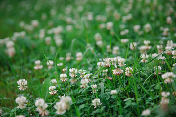 Fototapeta premium Field of white clover blooming