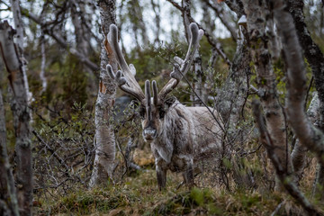 Reindeer in the woods