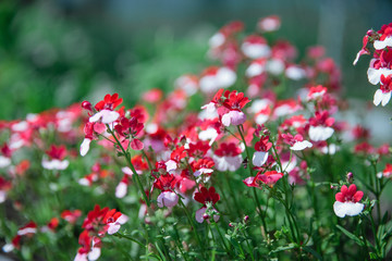 Nemesia flower blooms. White-red carpet of Nemesia strumosa flowers. Bright summer background for any natural idea