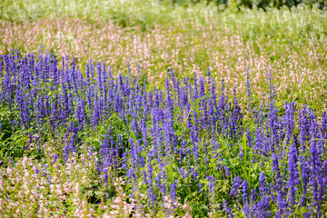 colorful flowers salvia flowers, purple lavender spur flowers garden